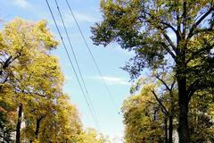 Alej roku 2014 - Lipová alej v Masarykově ulici v Liberci