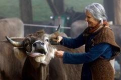 Švýcarské referendum o kravách