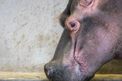 Vánoce v safari parku: po 29 letech se narodilo mládě hrocha