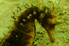 Vědcům se podařilo zachránit populaci mořských koníků pomocí běžně dostupných prostředků