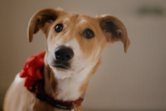 Pes je dárek na celý život, nejen na Vánoce