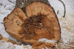 Kůrovcová kalamita na severu Moravy, kůrovec, Jeseníky, 6.12.2017