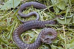 Příroda Křivoklátska