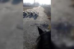 Zatoulané ovce ohrožovaly řidiče na Strakonické