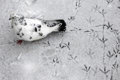 Třetí adventní víkend bude ledový. Čeká nás sněžení, ale vykoukne i sluníčko