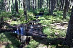 Dobrovolníci v rašelině