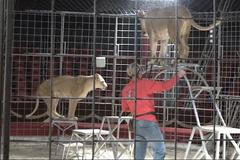 Ministerstvo zěmědělství chystá zákon proti zvířatům v cirkusu. Ty na obranu odhalují zákulisí