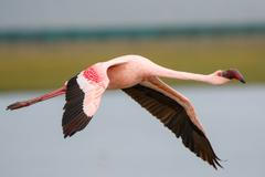 Plameňák - pták - let