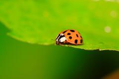 Slunéčko východní