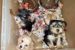 Kriminalisté zadrželi ženy, které překupovaly psy z množíren. Prodaly jich možná až pět set