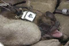 Loví ptáky v letu. Bělorusové zkoumají největšího netopýra v Evropě