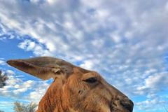 Klokan Roger byl opravdový svalnatec