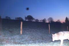 Vlkům se lze ubránit, říká statkářka z Broumovska, které šelmy zabily deset ovcí