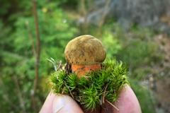 Finále 8 Houbařská fotosoutěž 2018