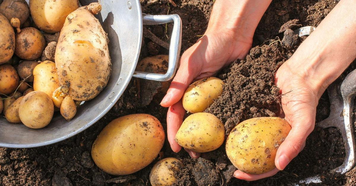 Kvíz: Češi, národ bramborářů. Co víte o krmivu pro dobytek, které se stalo oblíbenou přílohou?