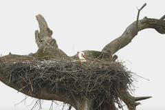 Zalesňování ohrožuje v Česku staré stromy. Jejich zánik by ohrozil život stovek živočichů