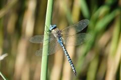 Nejdokonalejší letci? Vážky dokážou letět rychlostí až 50 km/h