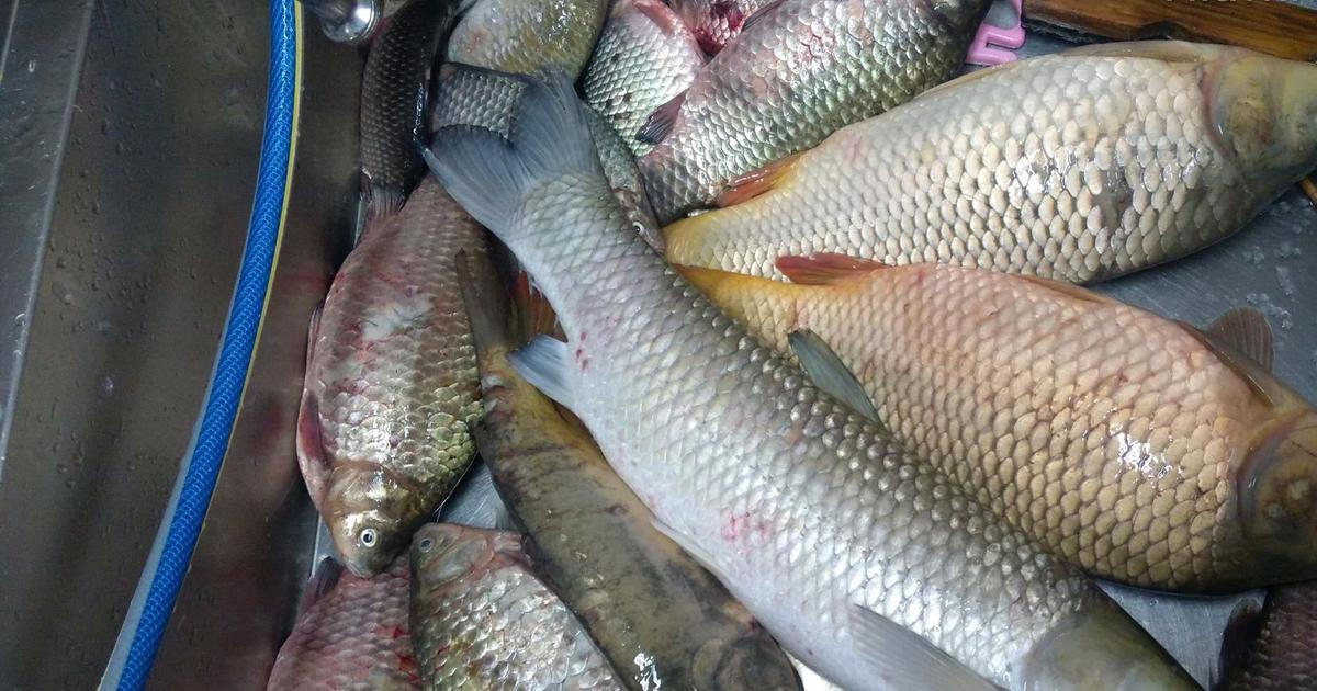 Krutá daň za sucho. V řece Moravě uhynula bezmála tuna ryb