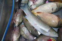 Zkažené ryby v malešické tržnici