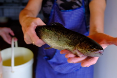 Na tripu: V jezírku si sami ulovte pstruha a v kuchyni vám ho hned připraví
