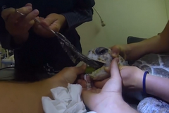 Veterinářům se podařilo zachránit mořskou želvu