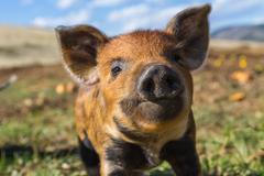 Malé prase, prasátko, čuník