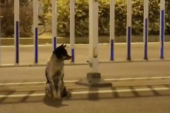 Truchlící pes čeká 80 dní u cesty, kde mu zemřela panička