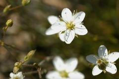 Ohrožená květina roste jen na dvou místech na světě. Obě se nachází v Česku