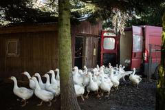 Husí farma Byňov u Nových Hradů