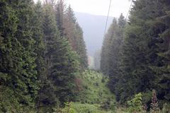 Kůrovcová kalamita v Jeseníkách