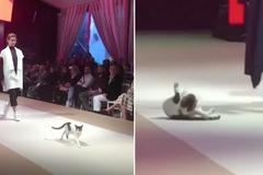 Kočka zpestřila módní přehlídku v Turecku. Vloudila se na molo s modelkami