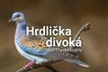 grafika - Pták roku 2019 - Hrdlička divoká