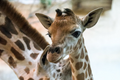 Zoo Praha: Žirafí samec se konečně postavil na nohy. Chovatelský úspěch obdivují i v zahraničí