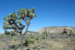 Juka krátkolistá, Národní park Joshua Tree