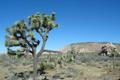 Juka krátkolistá, Národní park Joshua Tree
