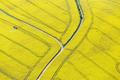 Řepkoland - letecké pohledy na žlutá řepková pole, zabírající více než desetinu půdy