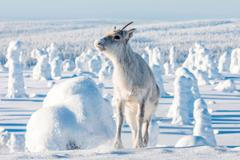 Trailer z filmu Putování se sobíkem