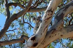 Koala na eukalyptu, Austrálie