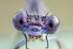 Foto: Fascinující svět hmyzích očí