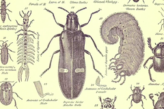 Jan Švankmajer - Hmyz