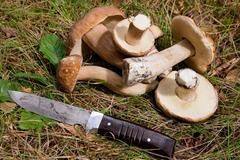 Ilustrační snímek (houby, houbaření, nůž)