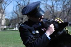 Gauner našel seniora, Irra postiženou holčičku. Statečná psí srdce