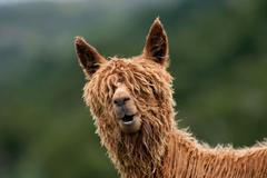 Alpaka, ilustrační foto