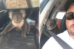Odsud mě nedostanete. Koala se nechtěla hnout z klimatizovaného vozu