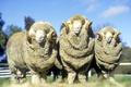 Ovce merino - berani - Austrálie - farma