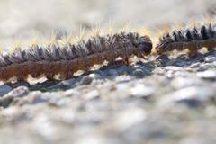 Nos k ocasu. Další nos k ocasu. Pětimetrová kolona housenek cestuje Španělskem