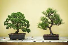 Bonsaj, ilustrační foto