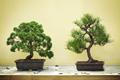 Bonsaj, ilustrační foto