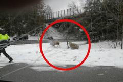 Policisté naháněli ovce u vjezdu na dálnici D1 u Humpolce