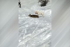 Český pes ulovil na sjezdovce v Rakousku laň. Smrtelně ji zranil